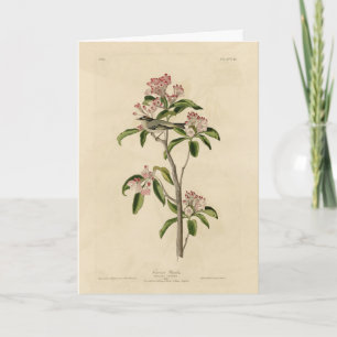 Cuvier's Kinglet (Cuvier's Regulus) Audubon Birds Card