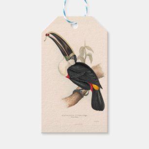 Cuviers Toucan Print: Vintage Tropical Bird Gift Tags