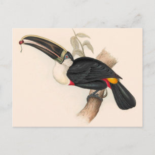 Cuviers Toucan Print: Vintage Tropical Bird Postcard