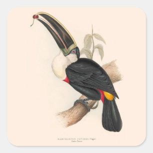 Cuviers Toucan Print: Vintage Tropical Bird Square Sticker