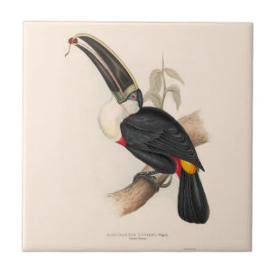 Cuviers Toucan Print: Vintage Tropical Bird Tile