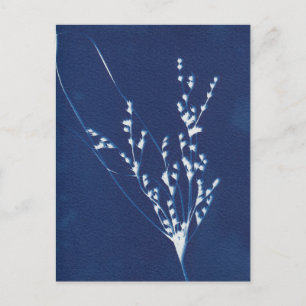 Cyanotype Print Grass Blue White Art Postcard