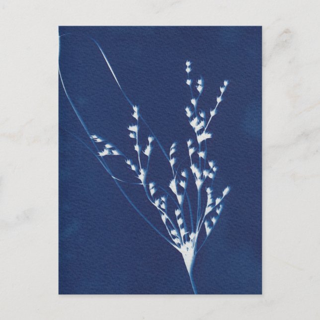 Cyanotype Print Grass Blue White Art Postcard (Front)