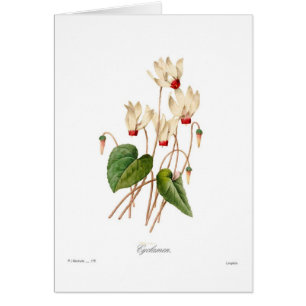 Cyclamen