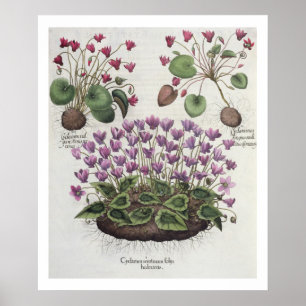 Cyclamen: 1.Cyclamen serotinum foliis hederaceis; Poster