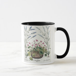 Cyclamen and Lavender: 1.Cyclamen Romanum; 2.Spica Mug