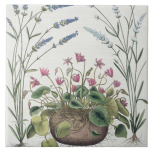 Cyclamen and Lavender: 1.Cyclamen Romanum; 2.Spica Tile