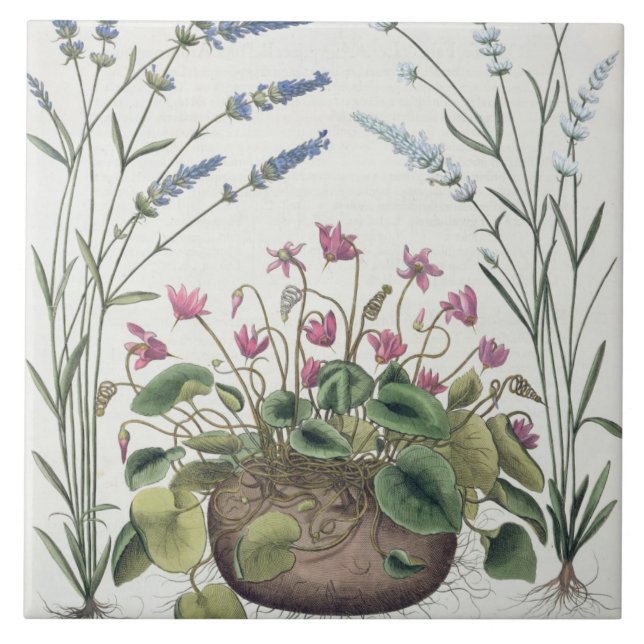 Cyclamen and Lavender: 1.Cyclamen Romanum; 2.Spica Tile (Front)
