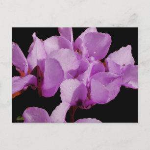 Cyclamen Coum Postcard