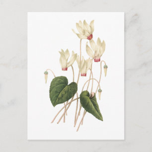 cyclamen(Cyclamen sp.) by Redouté Postcard