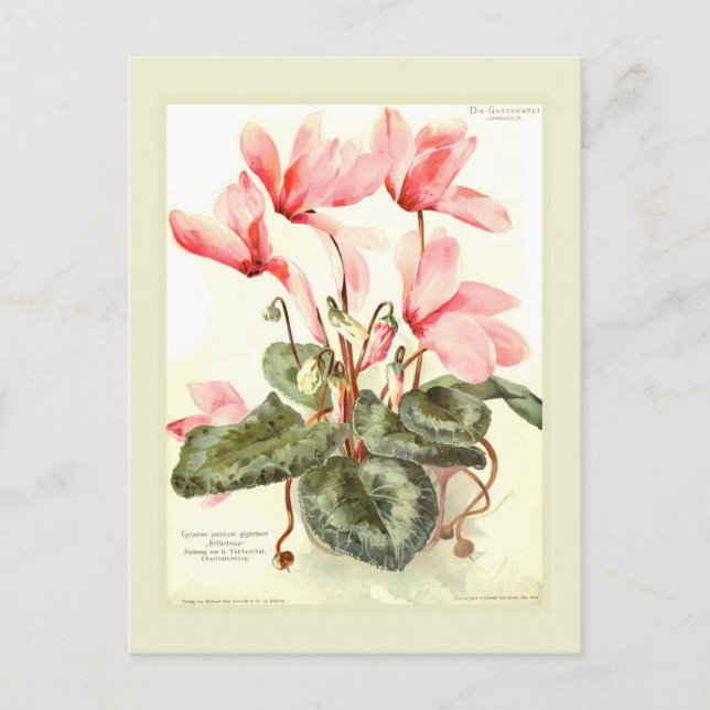 Cyclamen Postcard (Front)
