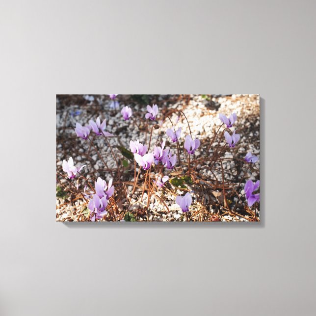 Cyclamen Wrapped Canvas (Front)