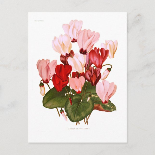 Cyclamens Postcard (Front)