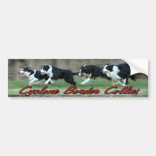 Cyclone Border Collies bumper sticker (Front)