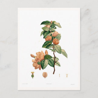 Cydonia japonica postcard