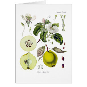 Cydonia vulgaris (Quince)