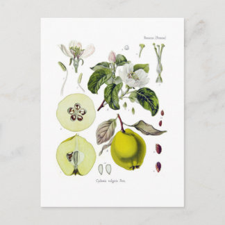 Cydonia vulgaris (Quince) Postcard