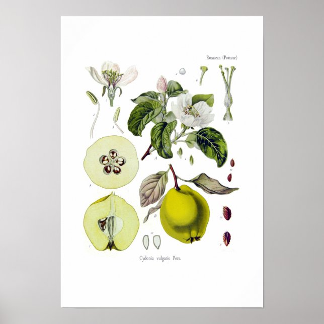 Cydonia vulgaris (Quince) Poster (Front)