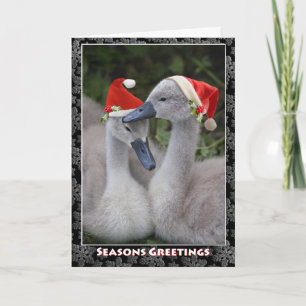 Cygnet Christmas Card