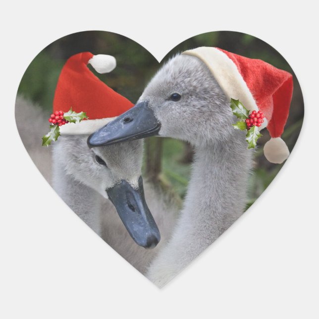Cygnet Christmas Sticker (Front)