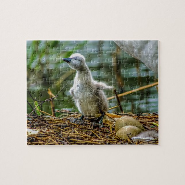 Cygnet Jigsaw Puzzle (Horizontal)