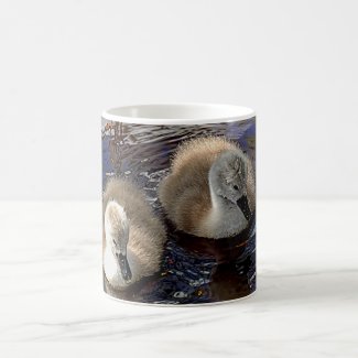 Cygnets Mug