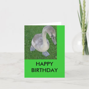 cygnets on land, HAPPY BIRTHDAY Card