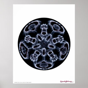 Cymatics: Music Note C Poster