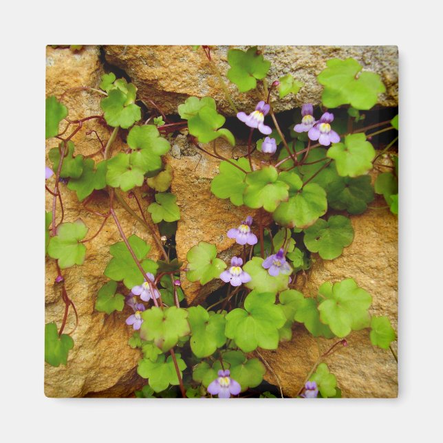 Cymbalaria muralis Magnet (Front)