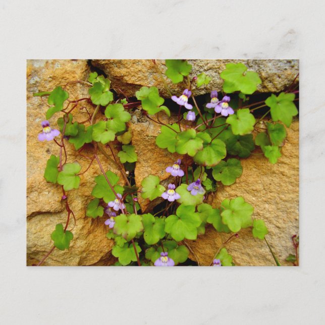 Cymbalaria Muralis Postcard (Front)