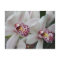 Cymbidium Orchid