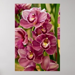 Cymbidium Orchid Poster