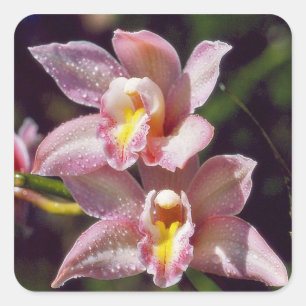 Cymbidium Orchid Sticker