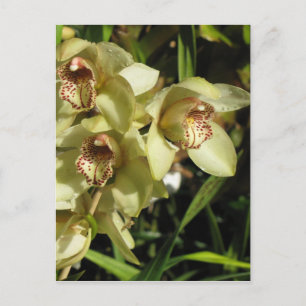 Cymbidium Orchids postcard, customise Postcard