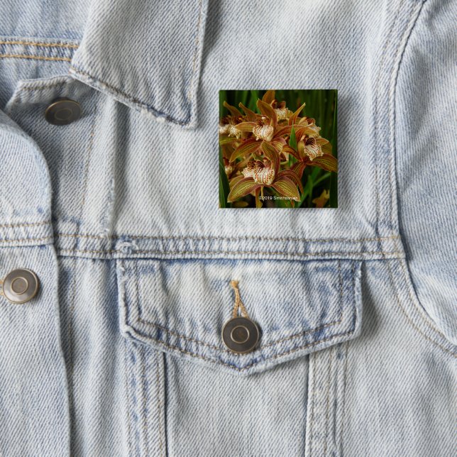 Cymbidium tracyanum 15 cm square badge (In Situ)