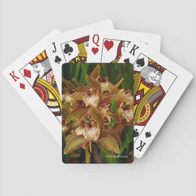 Cymbidium tracyanum playing cards (Back)