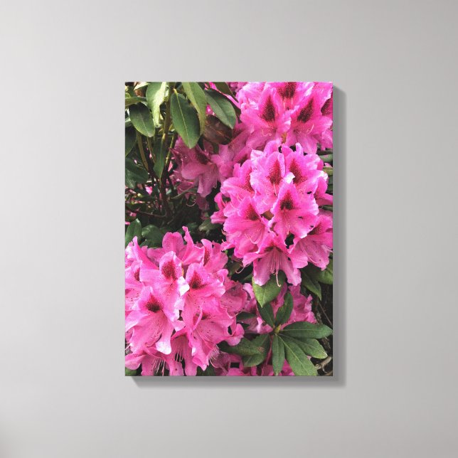 Cynthia Rhododendrons, Oregon Canvas Print (Front)