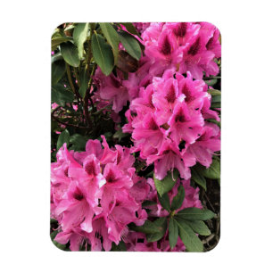 Cynthia Rhododendrons, Oregon Magnet