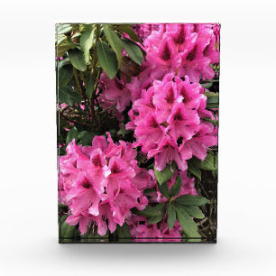 Cynthia Rhododendrons, Oregon Photo Block