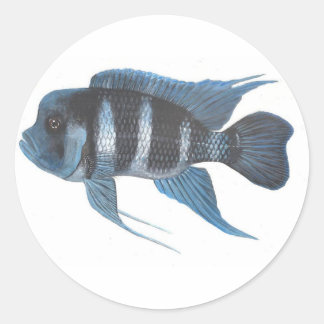 Cyphotilapia frontosa Cichlid Sticker