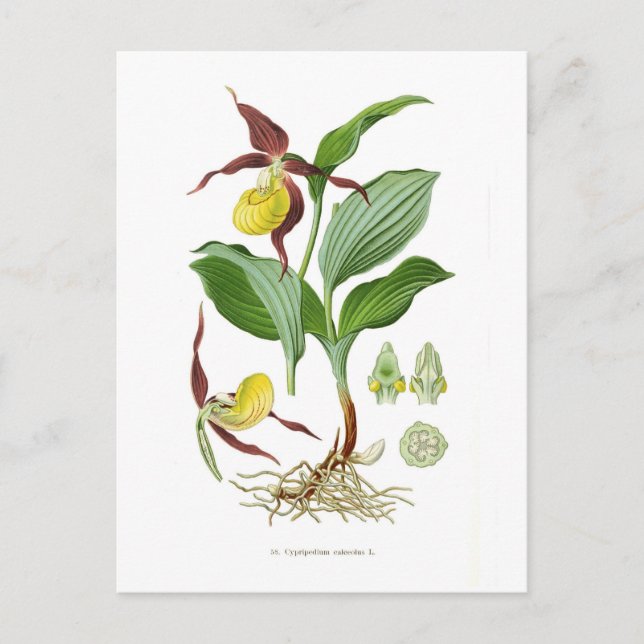 Cyprepedium calceolus postcard (Front)