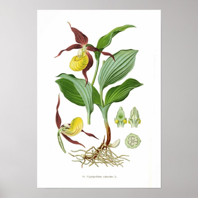 Cyprepedium calceolus poster (Front)