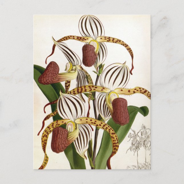 Cyprepedium Stonei Vintage Lindenia Orchid Holiday Postcard (Front)