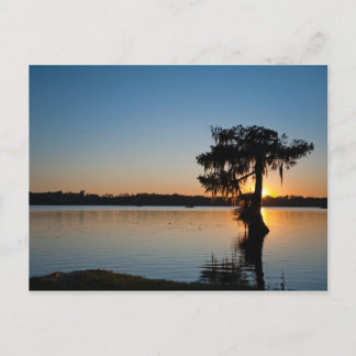 Cypress at Sunset Postcard
