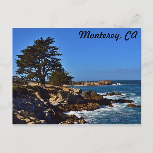 Cypress in Monterey Postcard (Front)