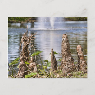 Cypress Knee Postcard