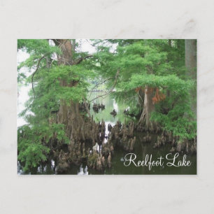 Cypress Knees at Reelfoot Lake Postcard