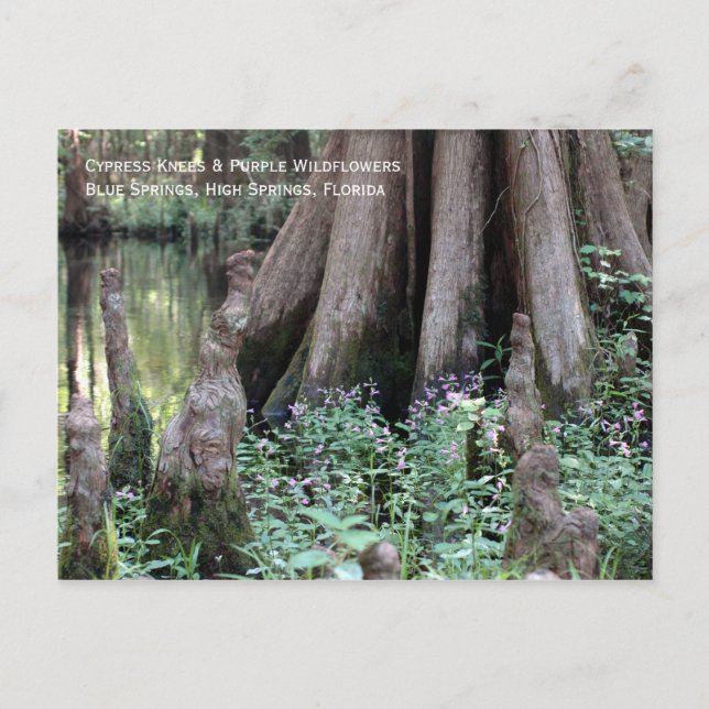Cypress Knees Postcard (Front)