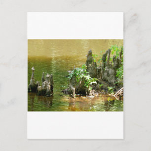 Cypress Knees Postcard
