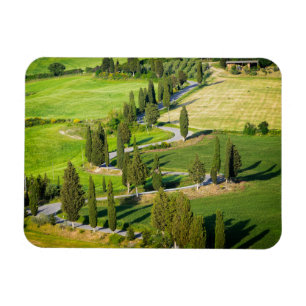 Cypress lined road in Tuscany rectangle magnet
